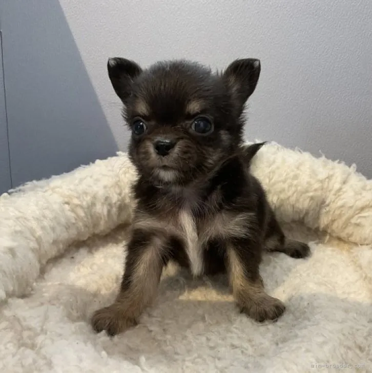 ID：2306-04796の子犬