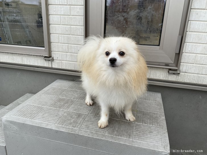 ポメラニアン【・男の子・2021年10月5日・ホワイト&amp;クリーム】