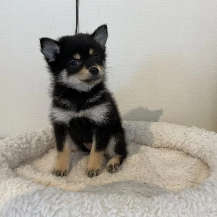 ID：2205-00193の子犬