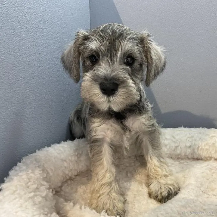 ID：2301-00055の子犬