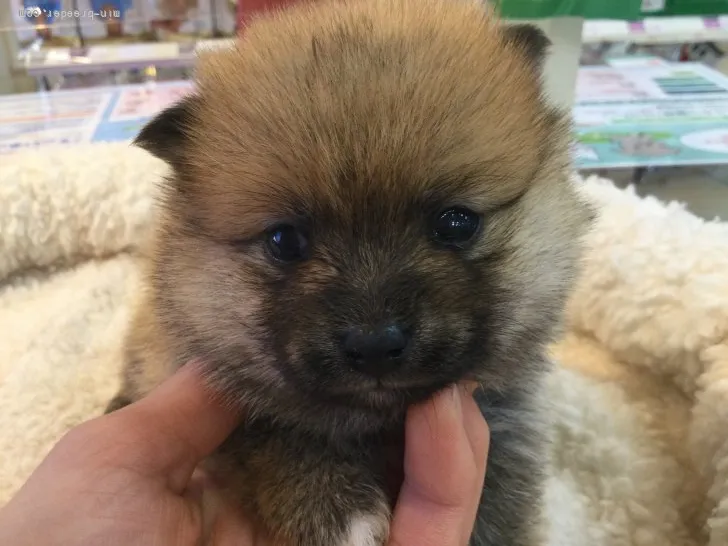 ID:2110-02032の子犬
