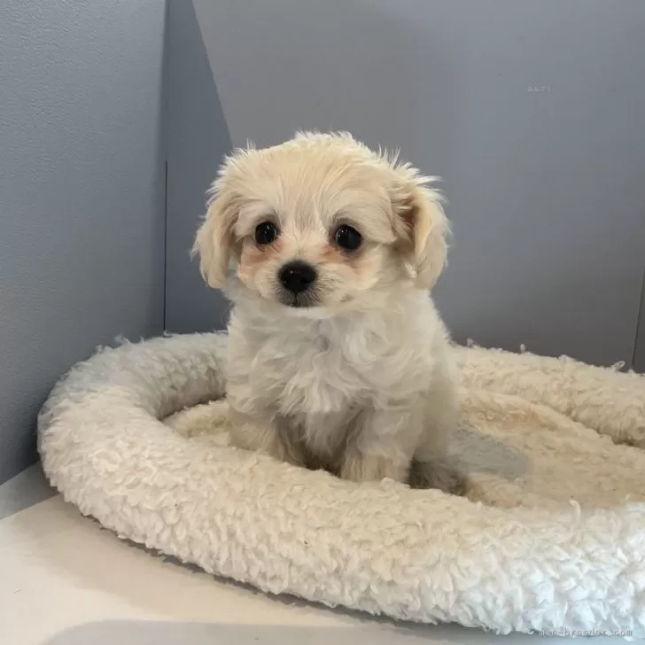 ID：2312-04218の子犬