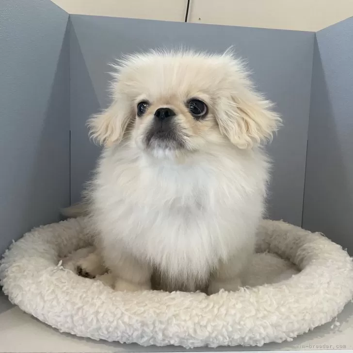 ID：2402-03979の子犬