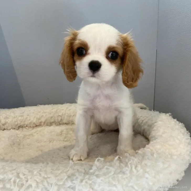ID:2310-01002の子犬