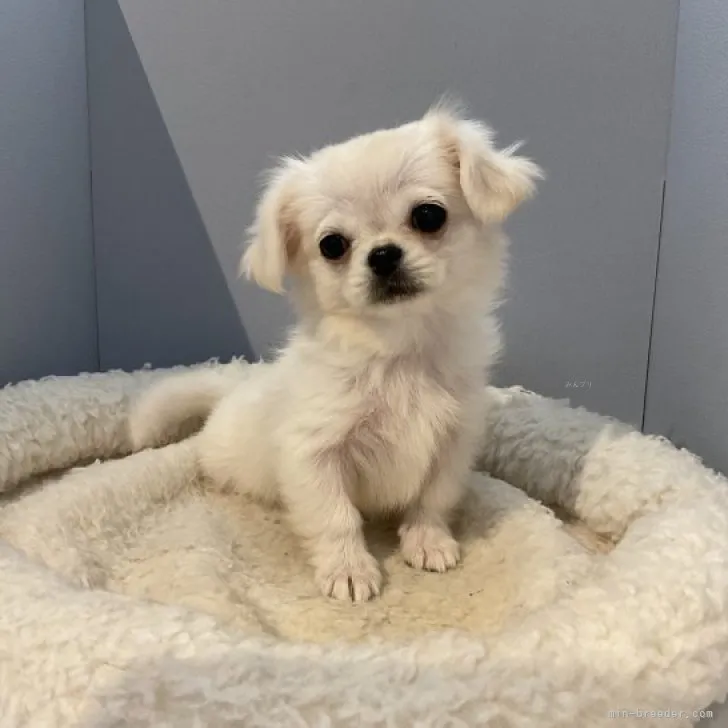 ID：2310-01795の子犬