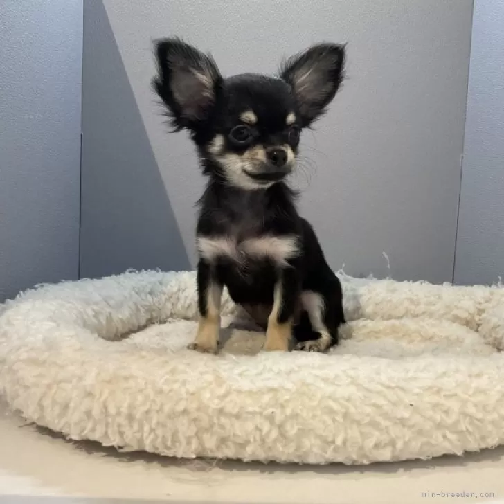 ID:2310-03139の子犬