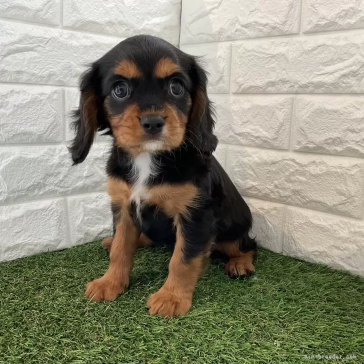 ID：2409-03820の子犬