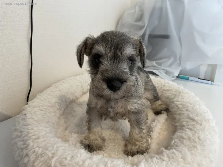 ID：2204-02500の子犬