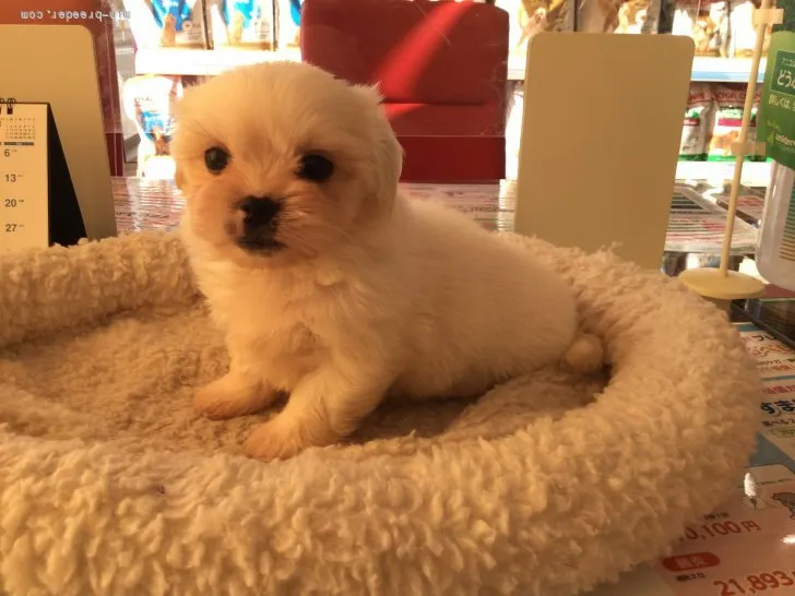 ID：2110-02193の子犬