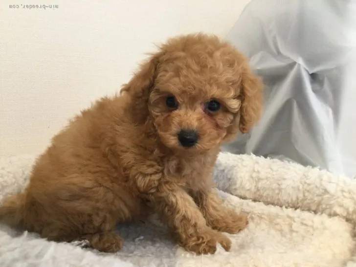 ID：2202-00771の子犬