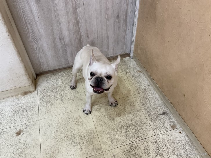 フレンチブルドッグ【・女の子・2022年11月16日・クリーム】