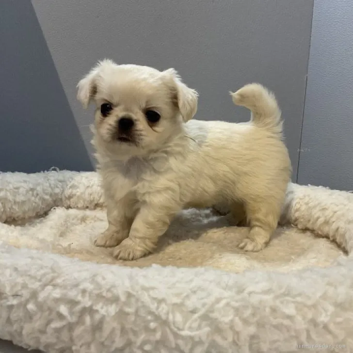 ID:2311-06334の子犬