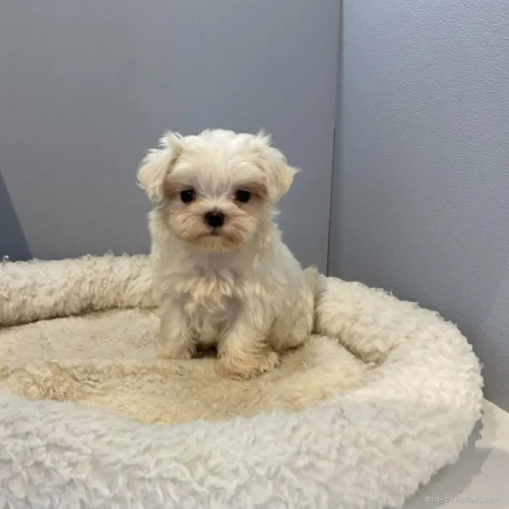 ID：2308-03162の子犬