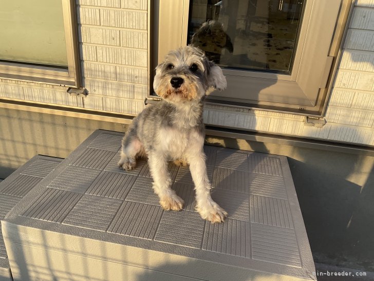 ミニチュアシュナウザー【・男の子・2022年3月21日・ソルト&amp;ペッパー】