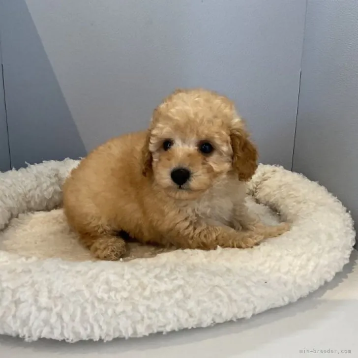 ID:2305-04863の子犬