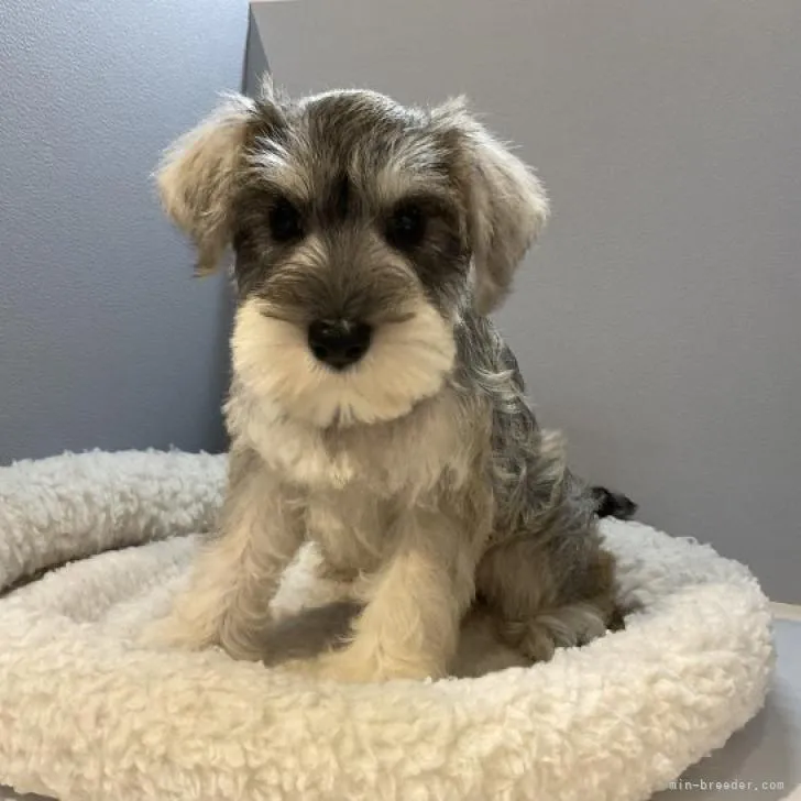 ID：2210-04948の子犬