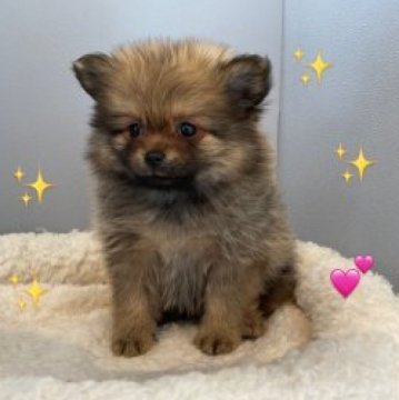 ポメラニアン【北海道・女の子・2022年12月29日・オレンジセーブル】の写真「両親共に遺伝子検査クリアです。」