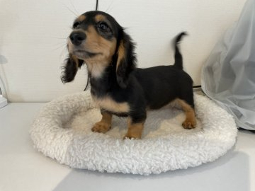 ミニチュアダックスフンド(ロング)【北海道・女の子・2022年2月6日・ブラック&タン】の写真「ブラック＆タンの女の子」