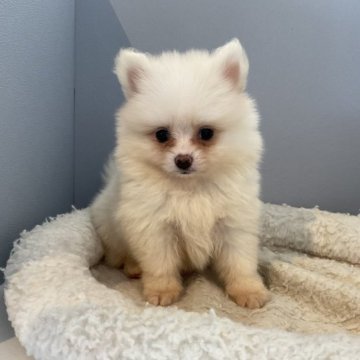 ポメラニアン【北海道・男の子・2023年6月11日・クリーム】の写真「ママはパーティカラーです🐶両親遺伝子検査クリア」