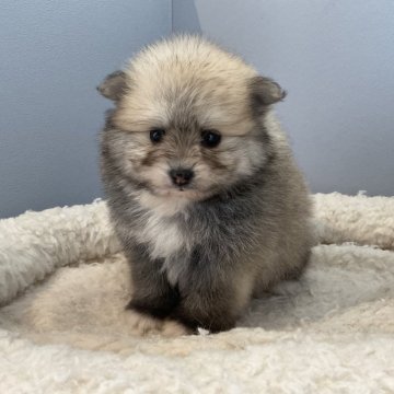 ポメラニアン【北海道・男の子・2023年12月16日・ウルフセーブル】の写真「スクスク成長中です✨」