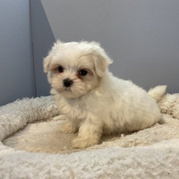 マルチーズ【北海道・男の子・2023年6月20日・ホワイト】の写真「元気いっぱいです🐶」