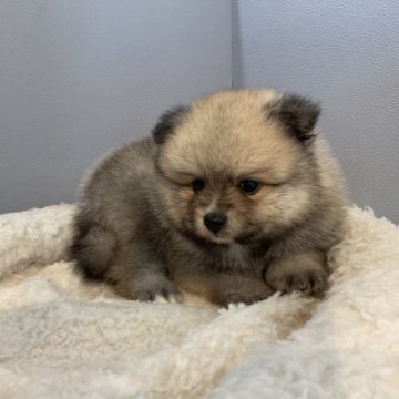ポメラニアン【北海道・男の子・2023年7月26日・ウルフセーブル】の写真「ガッチリしているので初めてでも安心です🐶」