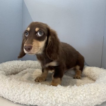 ミニチュアダックスフンド(ロング)【北海道・男の子・2023年5月19日・チョコタン】の写真「スクスク成長中です✨」