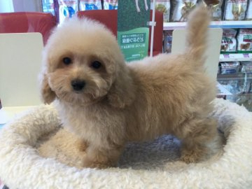 ダックスとトイプードルのMIX【北海道・女の子・2021年10月8日・アプリコット】の写真「遊べる女の子」