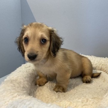 ミニチュアダックスフンド(ロング)【北海道・男の子・2023年6月15日・シェーデッドイエロー】の写真「スクスク成長中です✨」