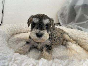 ミニチュアシュナウザー【北海道・女の子・2022年3月21日・ウィートン】の写真「甘えん坊さんです」