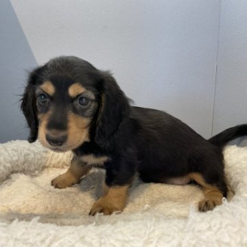 ミニチュアダックスフンド(ロング)【北海道・男の子・2023年6月15日・ブラック&タン】の写真「スクスク成長中です✨」