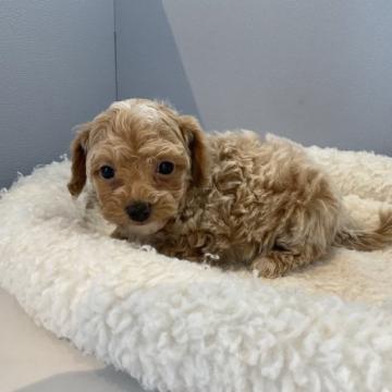 チワワとトイプードルのMIXです【北海道・男の子・2022年10月26日・アプリコット】の写真「スクスク成長中です」