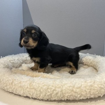 ミニチュアダックスフンド(ロング)【北海道・女の子・2023年10月26日・ブラック&タン】の写真「スクスク成長中です✨」