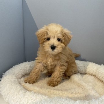 ミニチュアシュナウザーとトイプードルのMIX【北海道・女の子・2023年1月22日・アプリコット】の写真「シュナウザーとトイプードルのMIXです✨」
