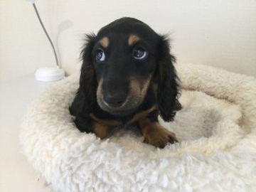 ミニチュアダックスフンド(ロング)【北海道・男の子・2022年2月6日・ブラック&タン】の写真「大人しい男の子」