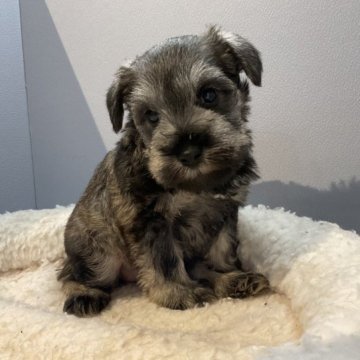 ミニチュアシュナウザー【北海道・女の子・2022年11月30日・ソルト&ペッパー】の写真「両親共に遺伝子検査クリアです」