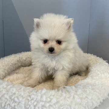 ポメラニアン【北海道・男の子・2023年2月12日・クリーム】の写真「両親共に遺伝子検査クリアです✨」