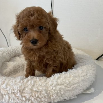 トイプードル(トイ)【北海道・女の子・2022年2月25日・レッド】の写真「おっとりした女の子」