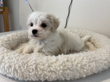 マルチーズ【北海道・女の子・2022年3月2日・ホワイト】の写真「ママ、パパどちらも遺伝子検査クリアです」