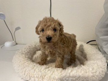 トイプードル(トイ)【北海道・男の子・2022年3月12日・アプリコット】の写真「甘えん坊君」
