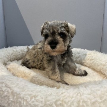 ミニチュアシュナウザー【北海道・男の子・2023年1月28日・ソルト&ペッパー】の写真「両親共に遺伝子検査クリアです✨」