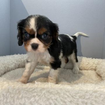 キャバリア【北海道・女の子・2022年6月12日・トライカラー】の写真「美人さんです」