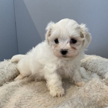 マルチーズ【北海道・女の子・2023年3月28日・ホワイト】の写真「スクスク成長中です💕」