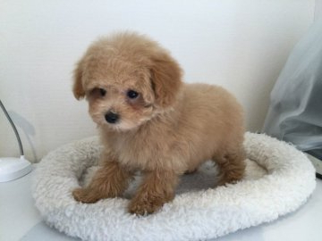 トイプードル(トイ)【北海道・女の子・2021年12月7日・アプリコット】の写真「モコモコちゃんです。」