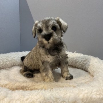 ミニチュアシュナウザー【北海道・女の子・2022年11月30日・ソルト&ペッパー】の写真「両親共に遺伝子検査クリアです」