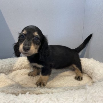 ミニチュアダックスフンド(ロング)【北海道・女の子・2023年6月15日・ブラック&タン】の写真「スクスク成長中です✨」