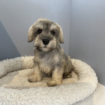 ミニチュアシュナウザー【北海道・男の子・2023年6月30日・ソルト&ペッパー】の写真「スクスク成長中です✨」