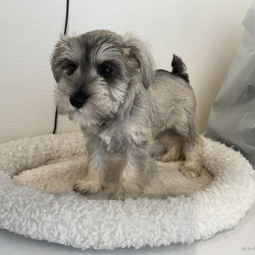 ミニチュアシュナウザー【北海道・女の子・2022年4月10日・ウイートン】の写真「ウイートンの女の子」