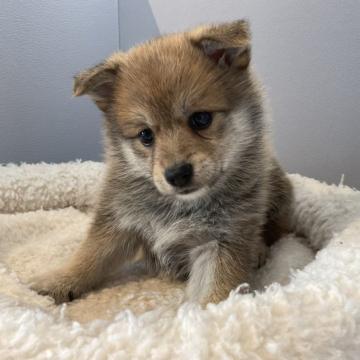 豆柴とポメラニアンのMIX【北海道・女の子・2022年11月14日・赤】の写真「豆柴とポメラニアンのMIXです」