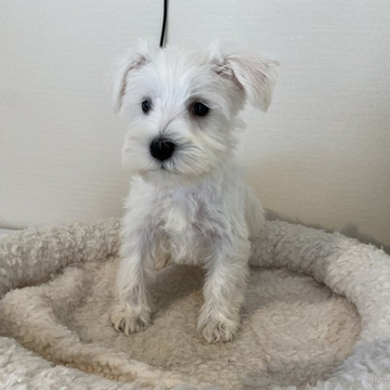 ミニチュアシュナウザー【北海道・女の子・2022年4月10日・ホワイト】の写真「ホワイトの女の子」